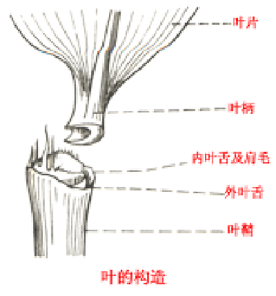 竹叶