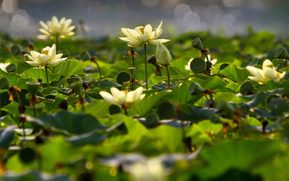 黄莲花