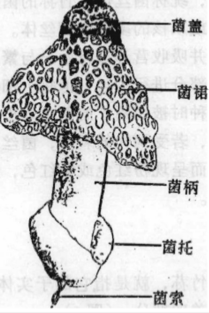 黄裙竹荪