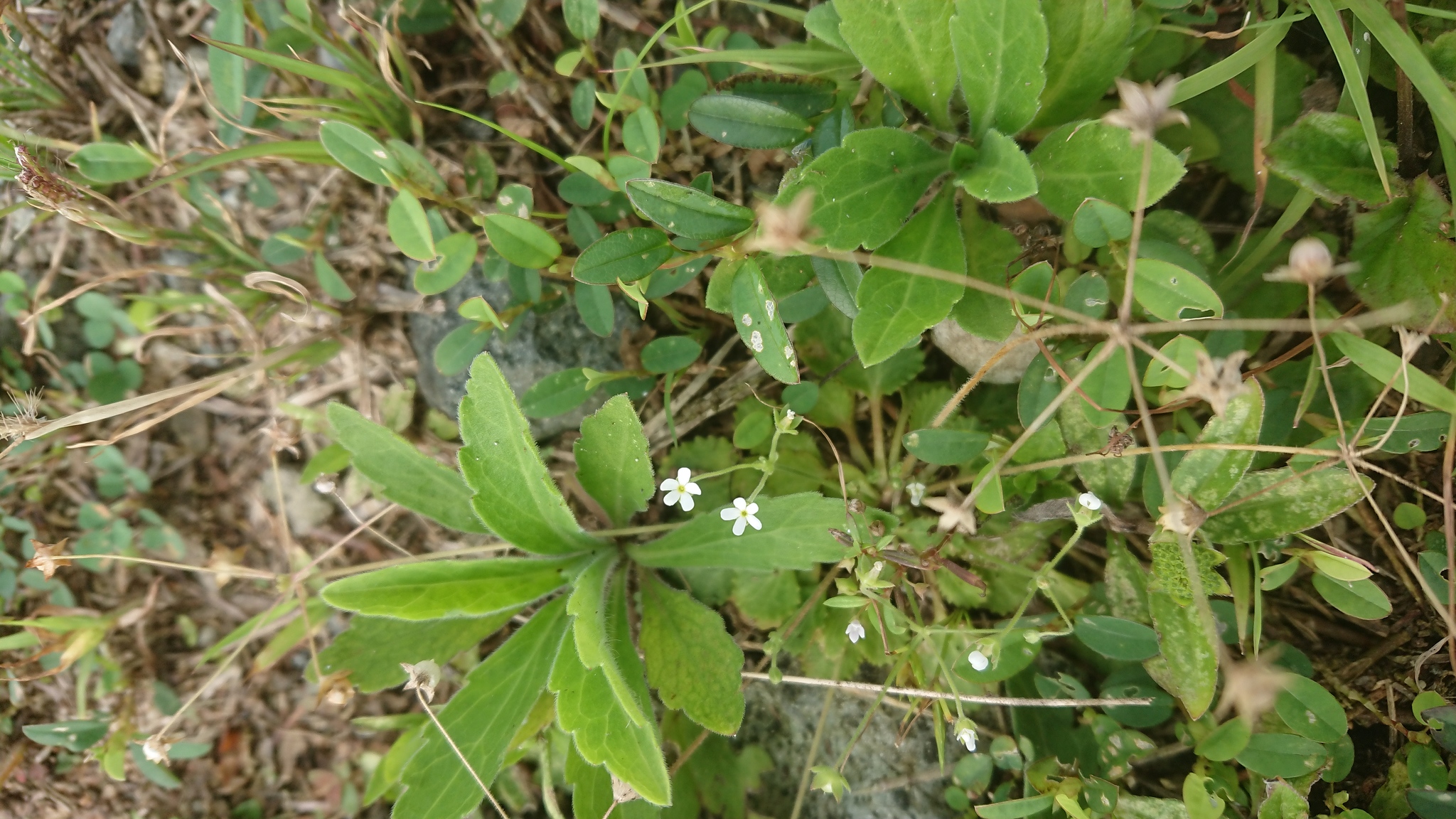 点地梅