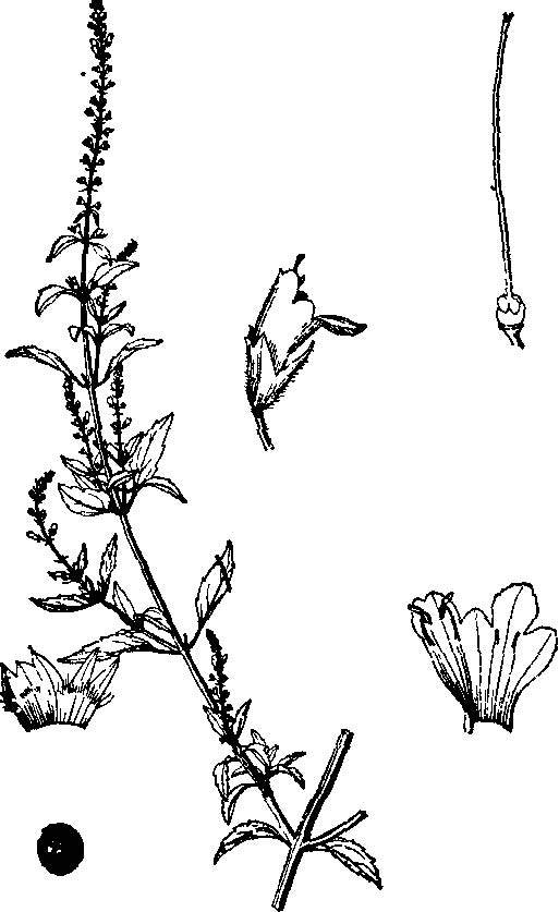 小鱼仙草