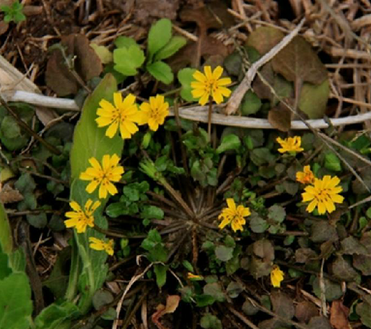 稻槎菜