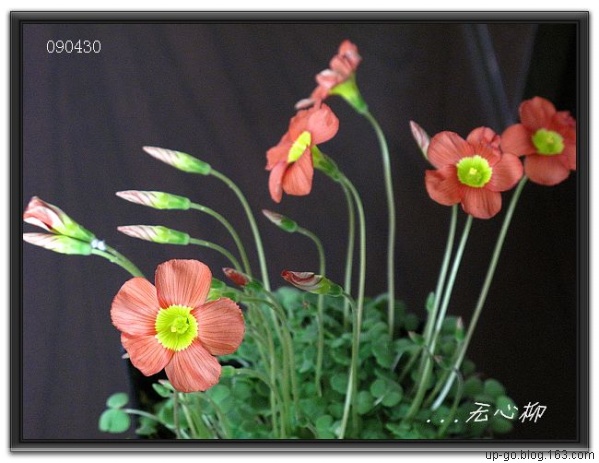 兰石草