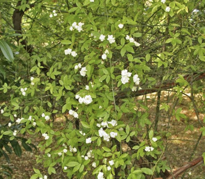 木香花