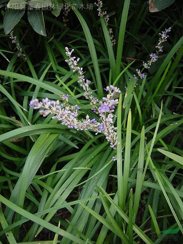 蛇尾草