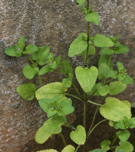 光风轮菜