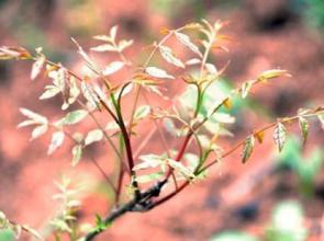 黄练芽