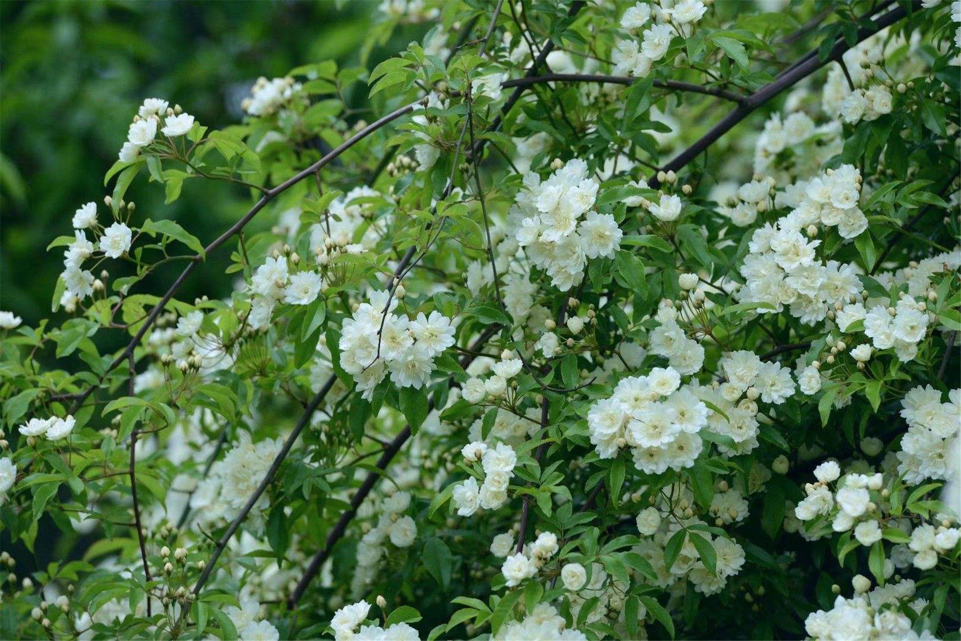 木香花