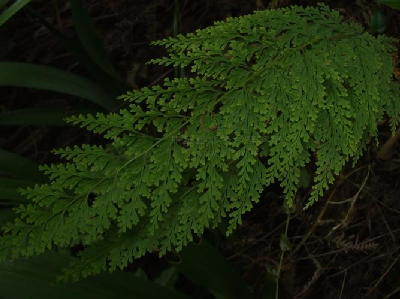 大叶金花草