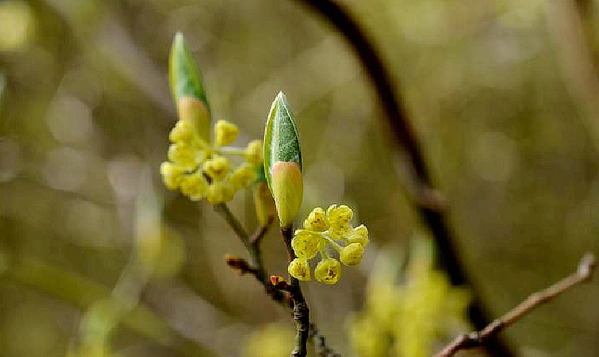 木椒根