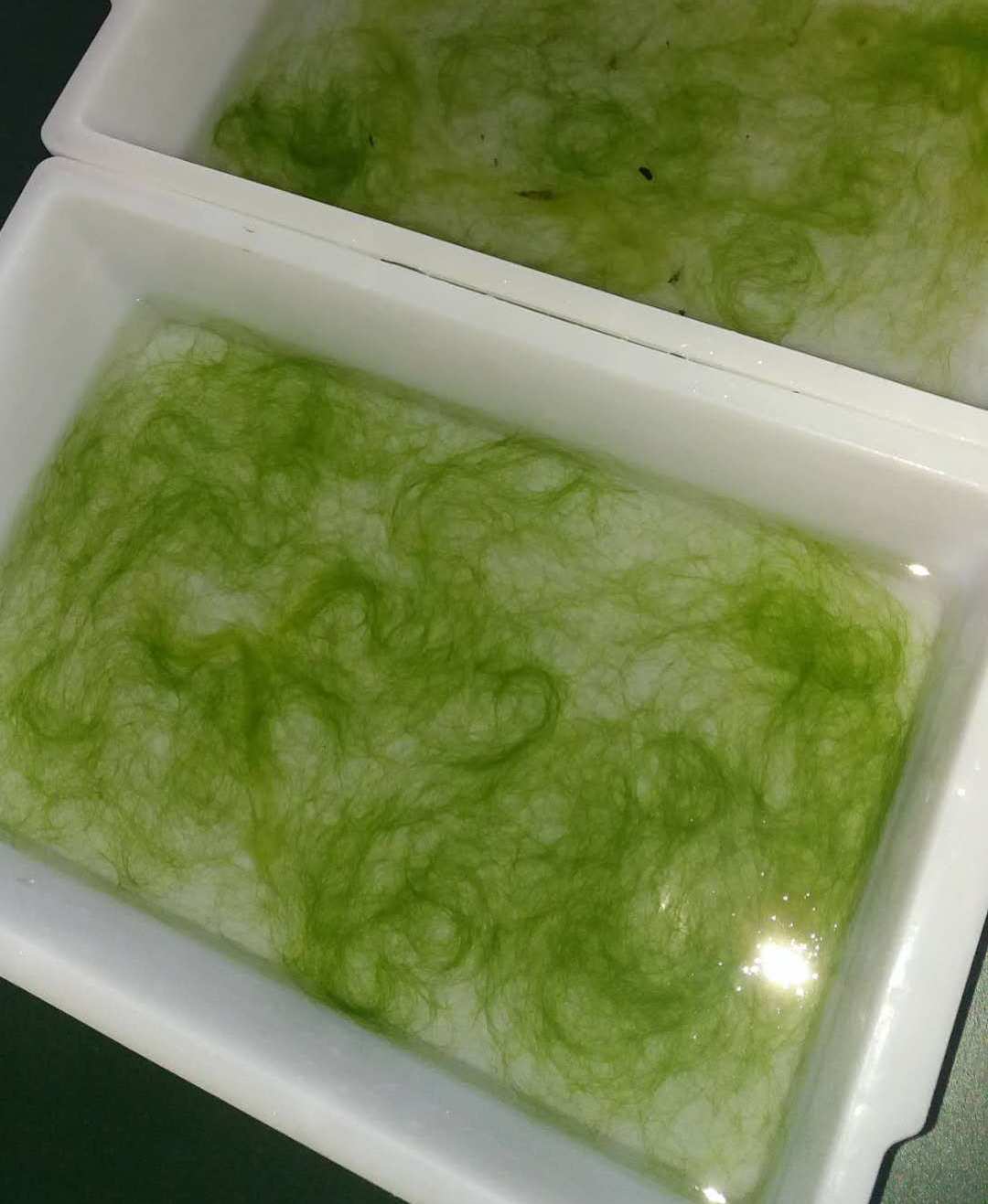 水绵