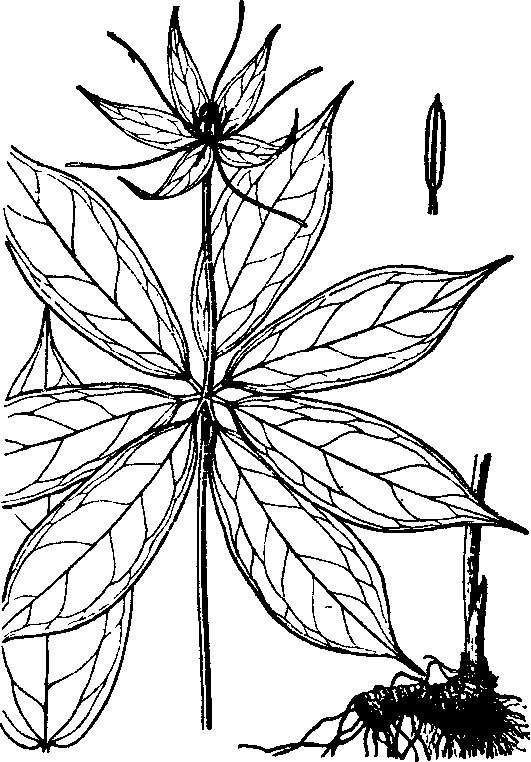 七叶一枝花