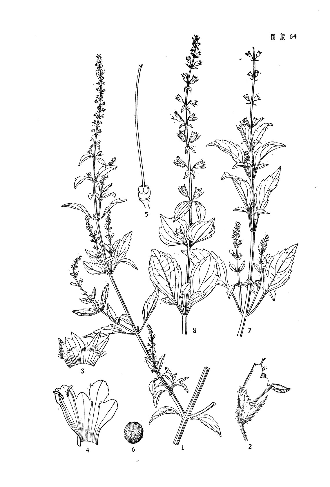 小鱼仙草