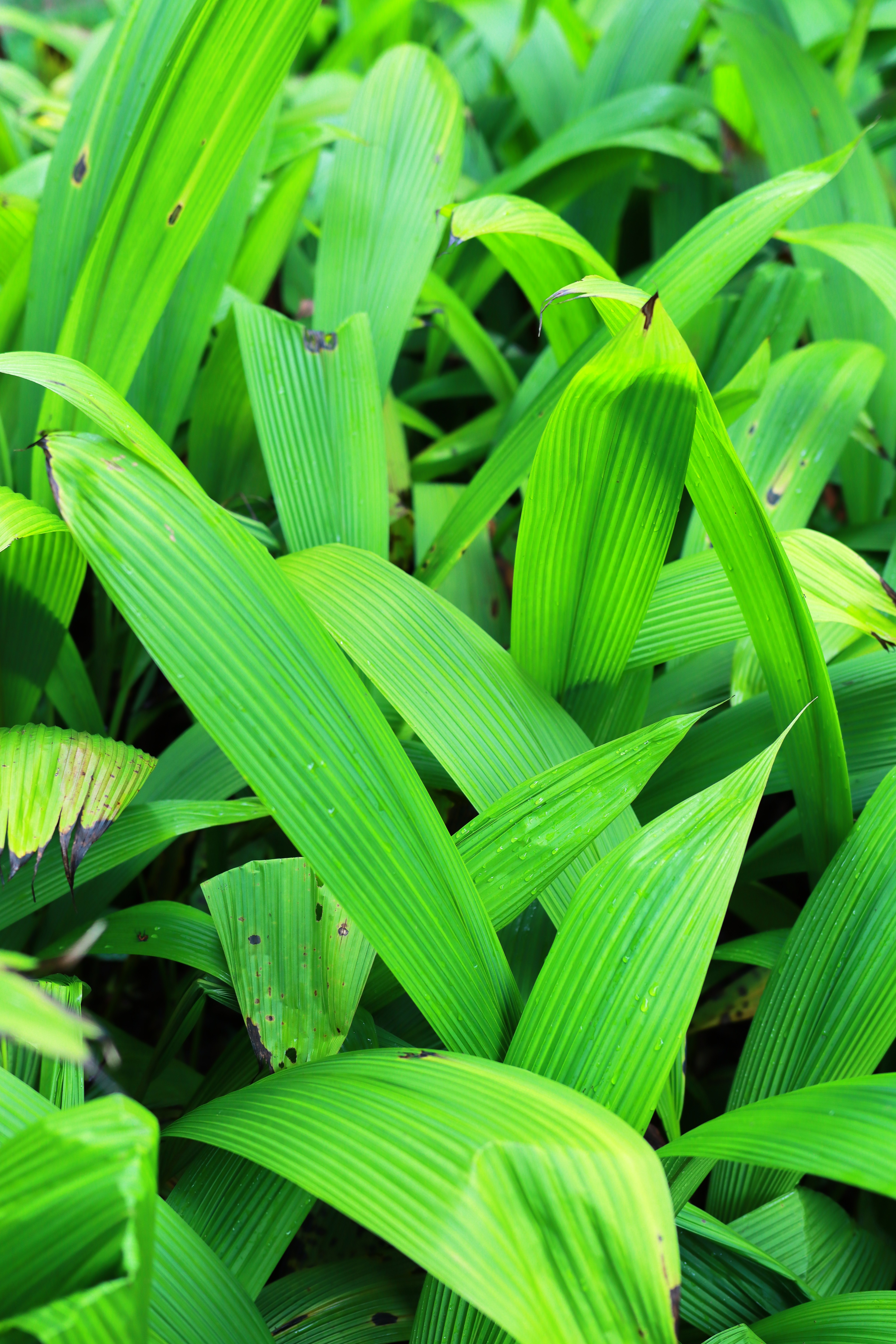 大叶仙茅