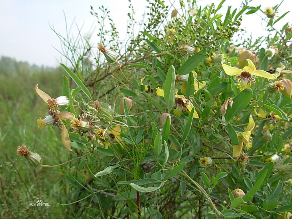 黄花铁线莲