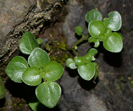 石油菜