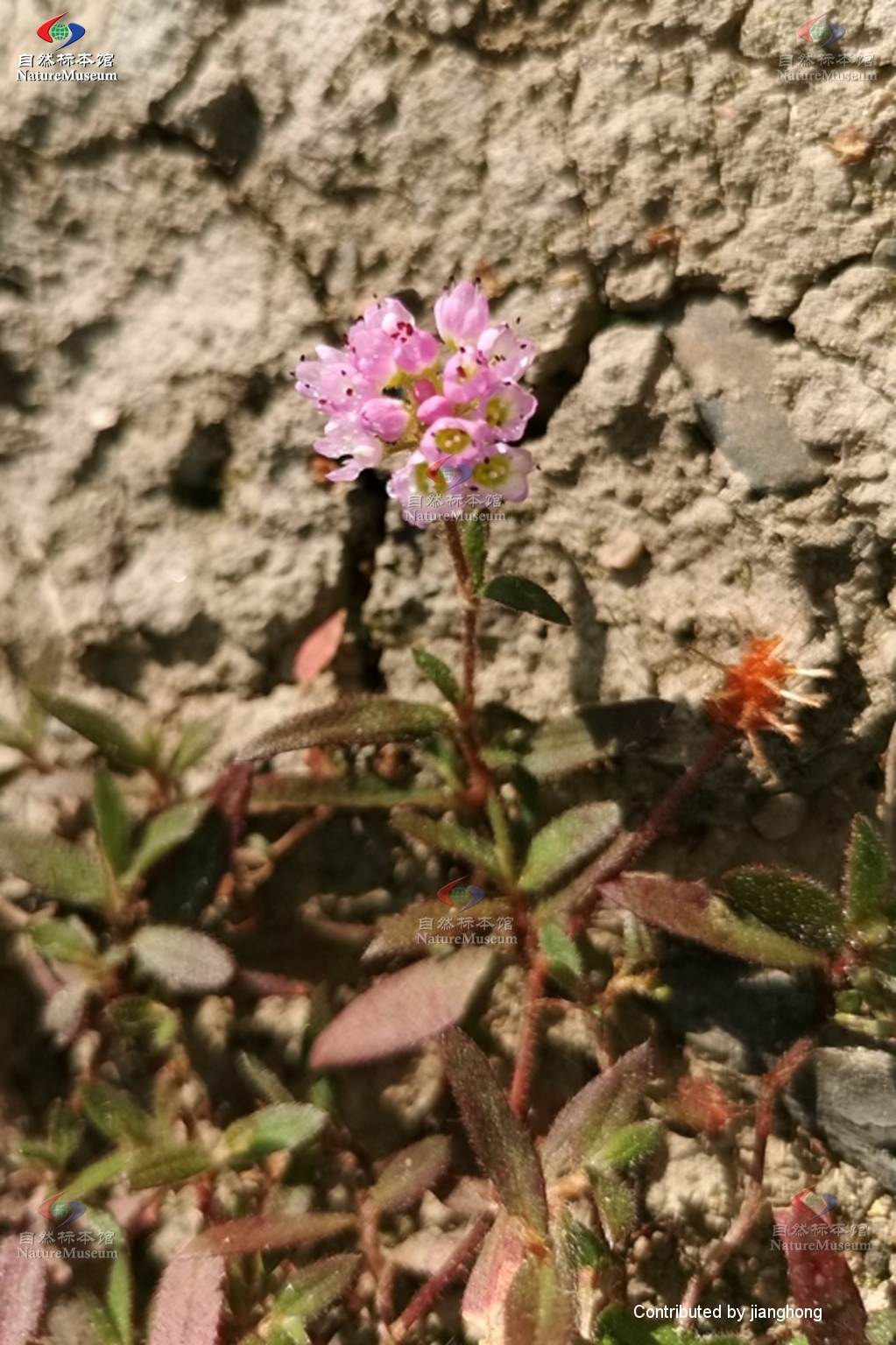 蓼子草