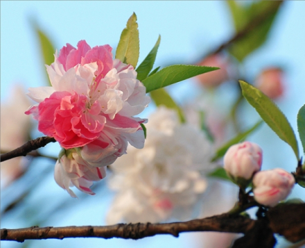 白菊花根