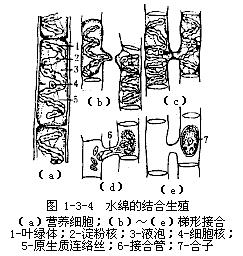 水绵
