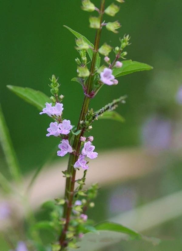 小鱼仙草