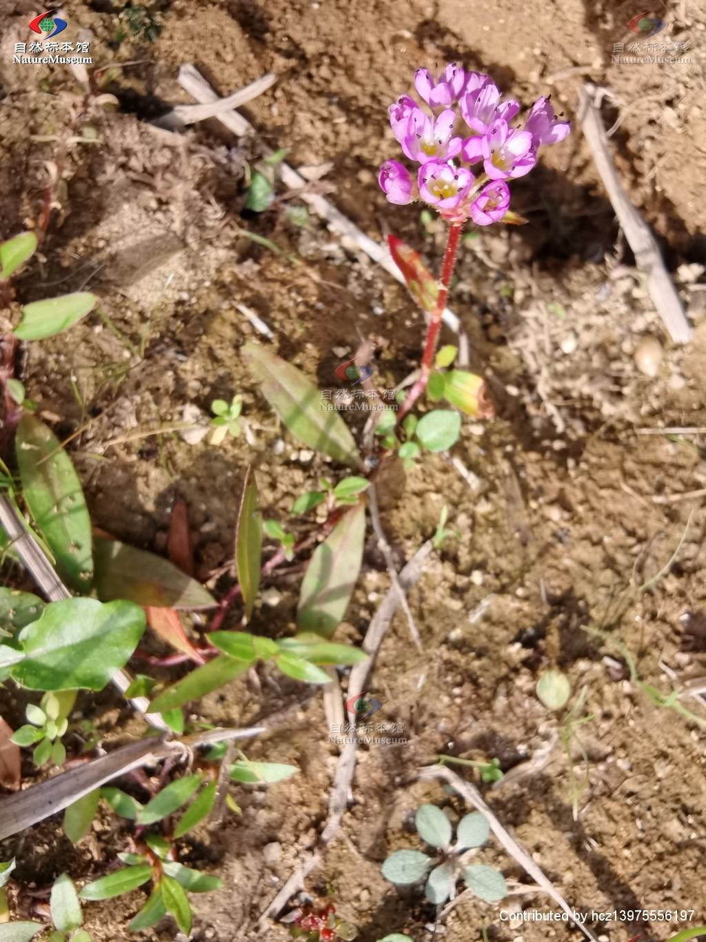 蓼子草