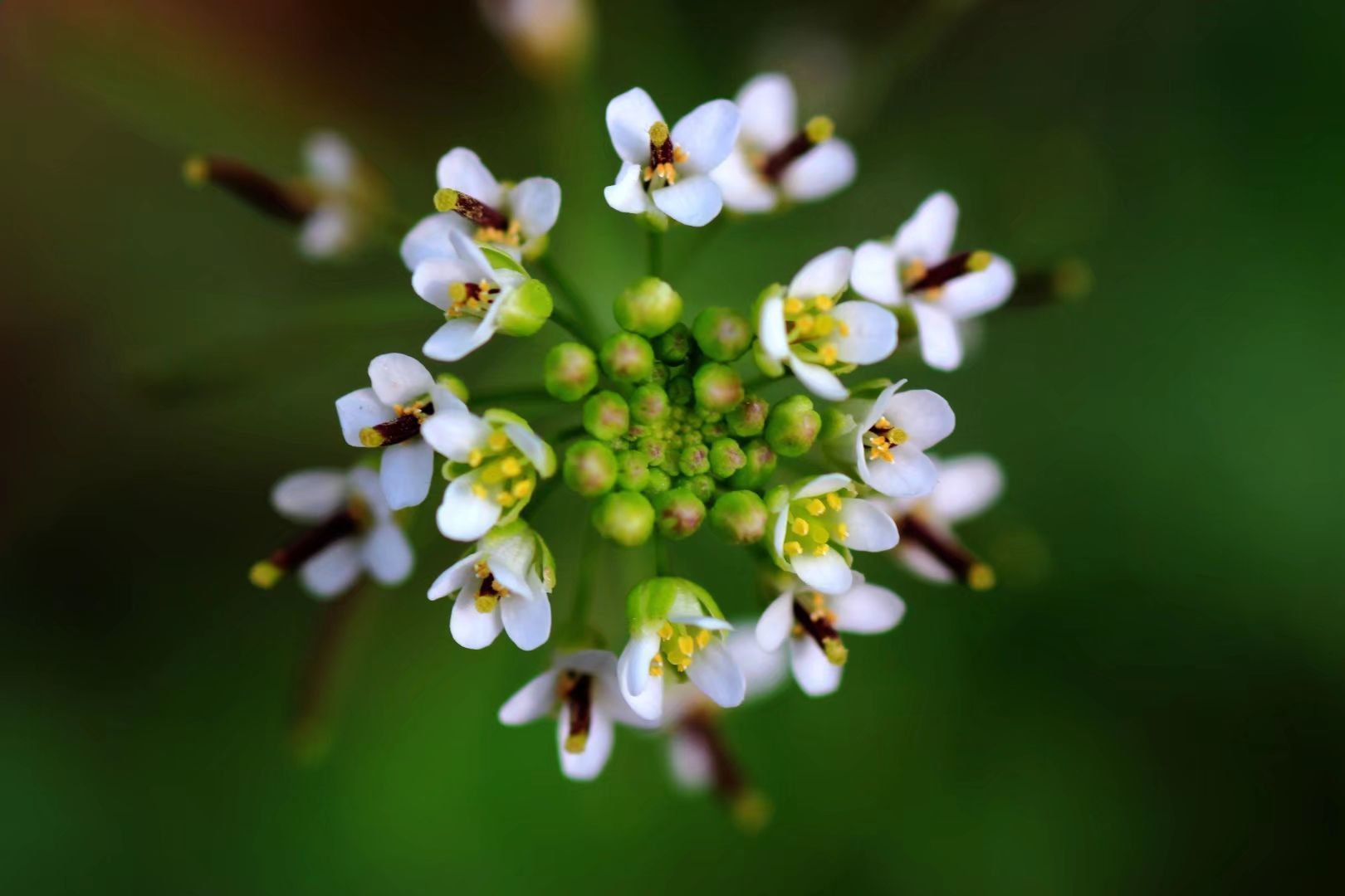 荠菜花