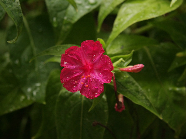 紫茉莉