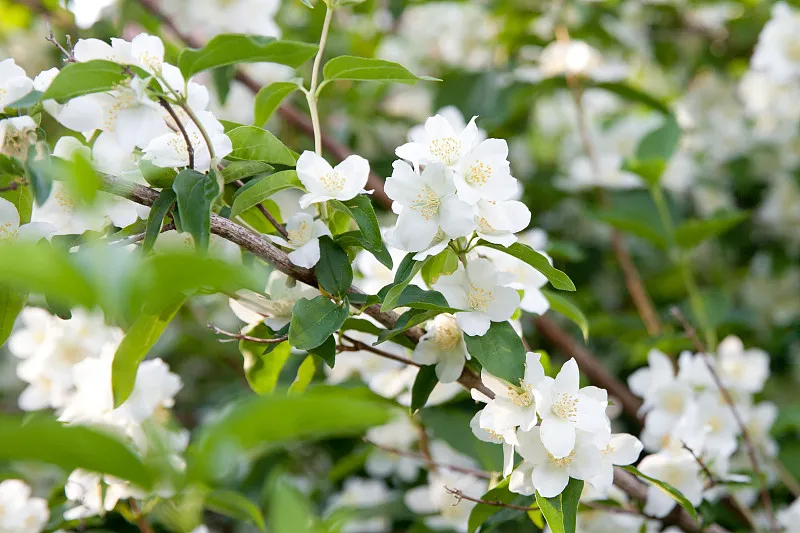 山梅花