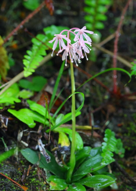 胡麻花