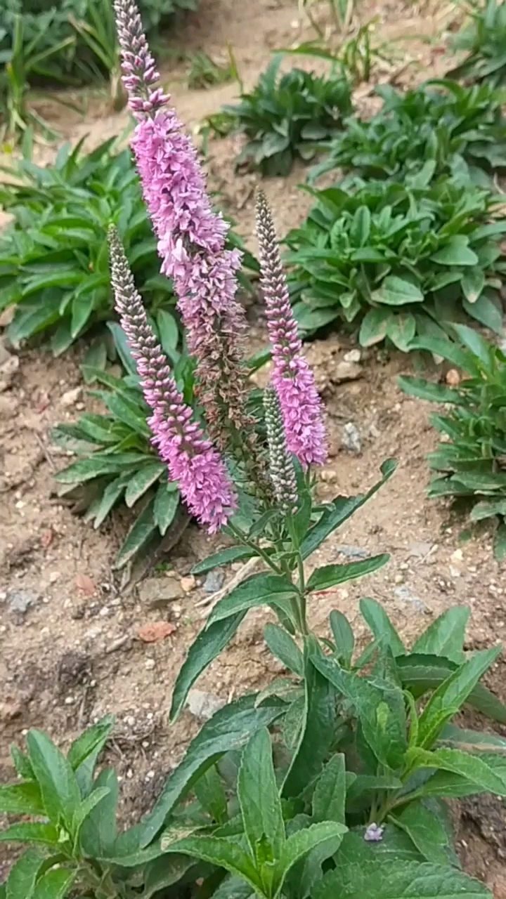蛇尾草