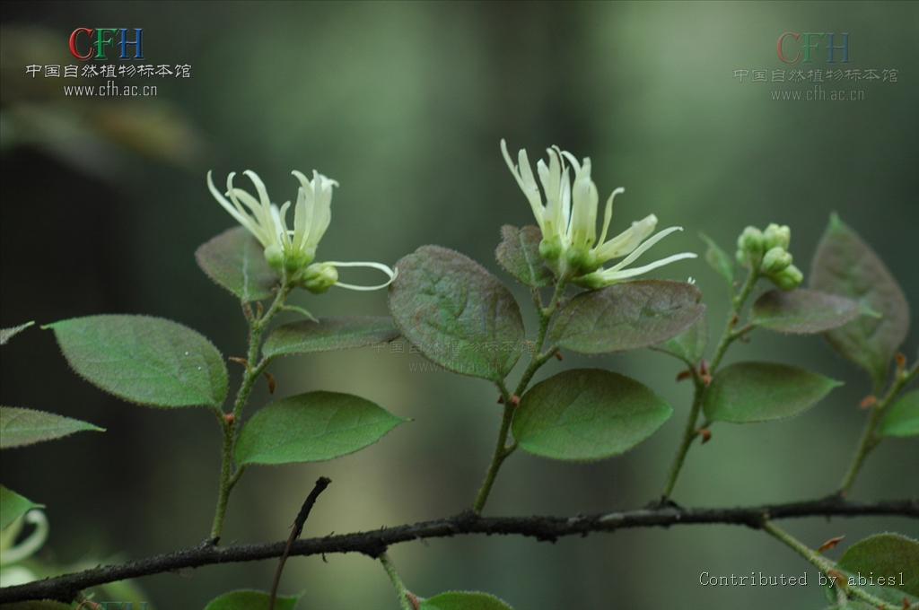 檵花叶