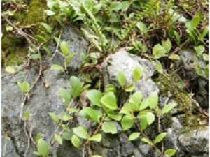 下山虎