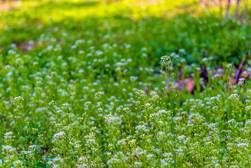 荠菜花