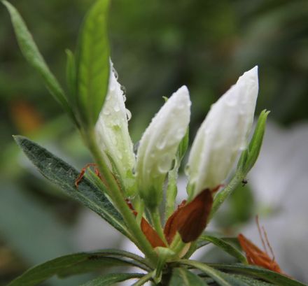 白花映山红