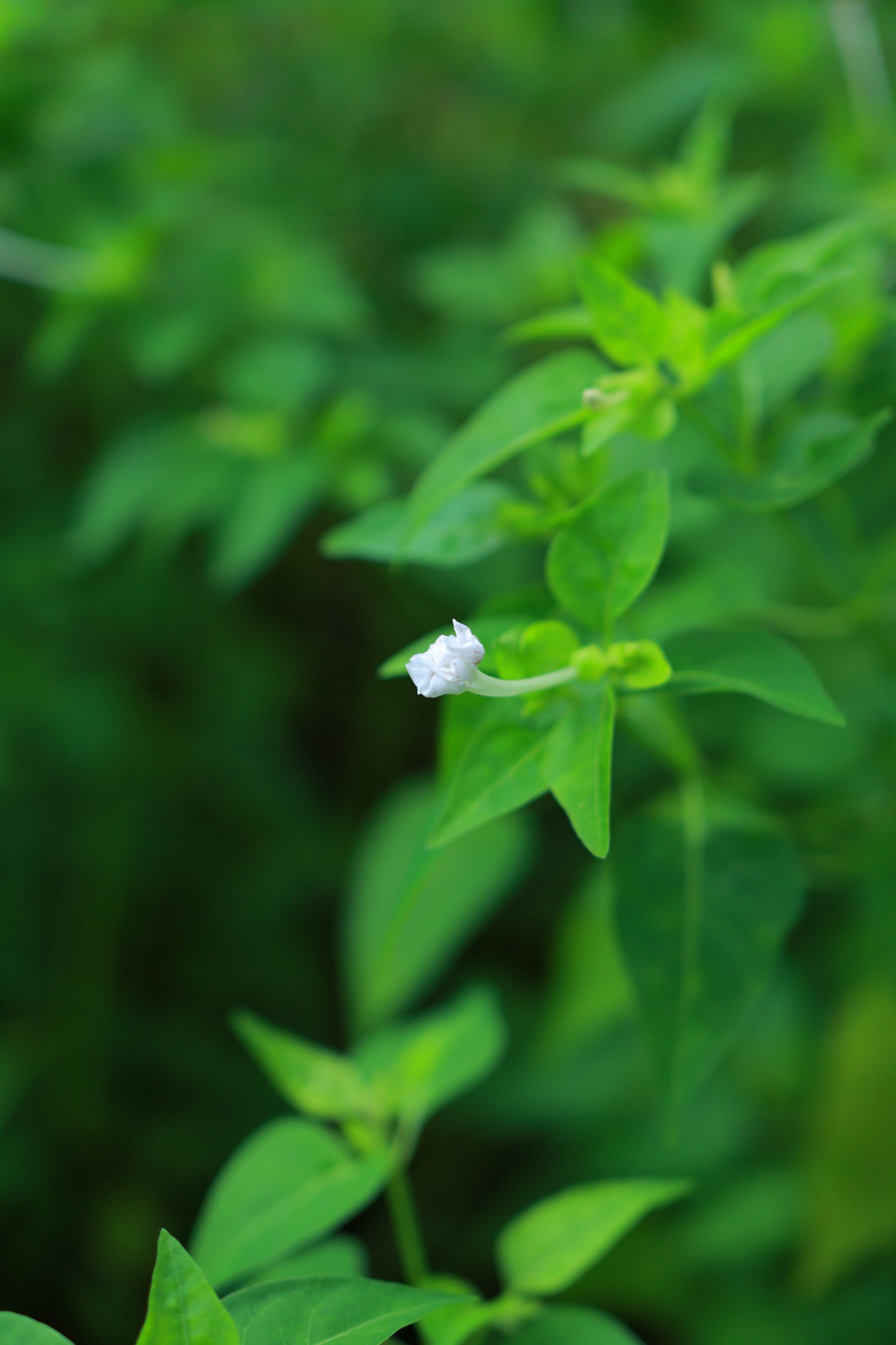 紫茉莉