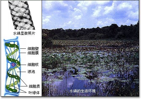 水绵