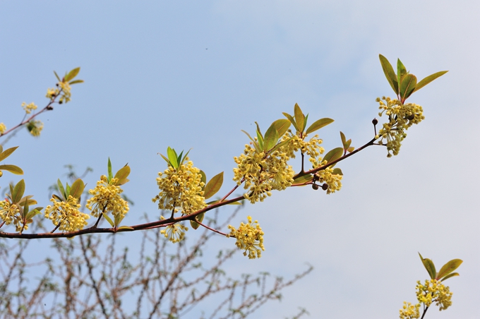 木椒根