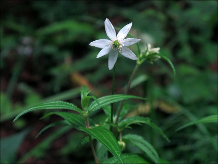 苍山橐吾